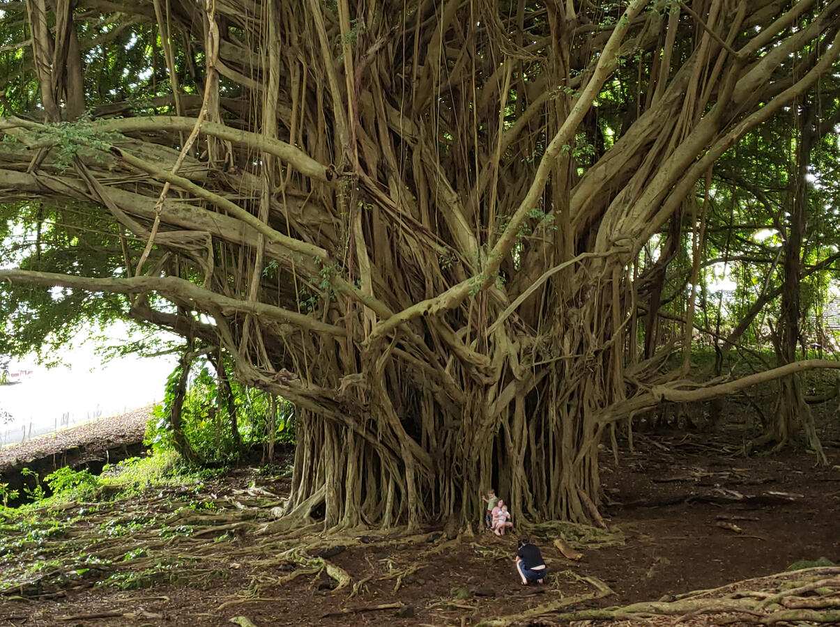 Hawaii Banyan Tree
